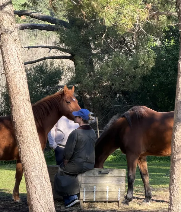 A person in a blue cap sits and shares a quiet, nose-to-nose moment with a brown horse in a sunlit field with trees.