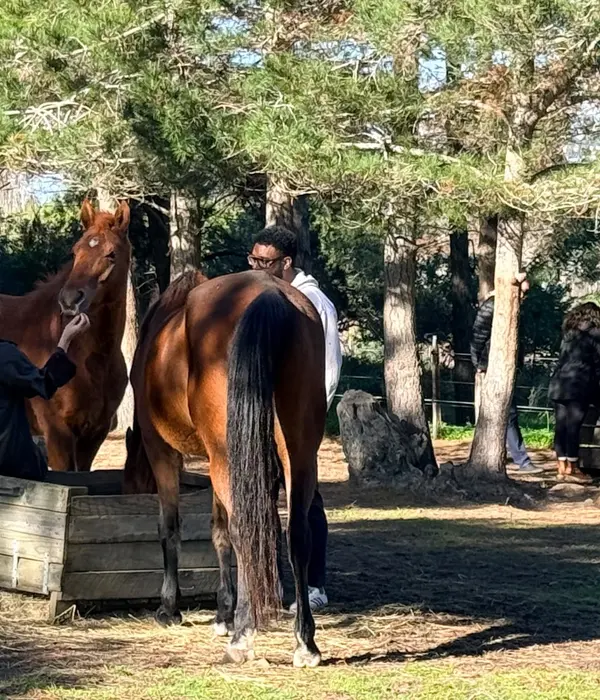A man in a white hoodie interacts with a bay horse, and another person feeds a chestnut horse in a sunny, tree-filled outdoor enclosure.